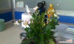 花和名称是什么意思？如何理解各种花卉的象征意义？