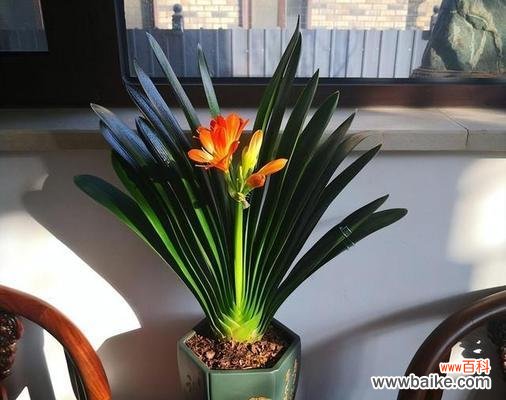 君子兰的寓意是什么？如何养护才能花开富贵？