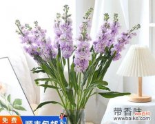 紫罗兰的花语是什么？紫罗兰象征着什么含义？