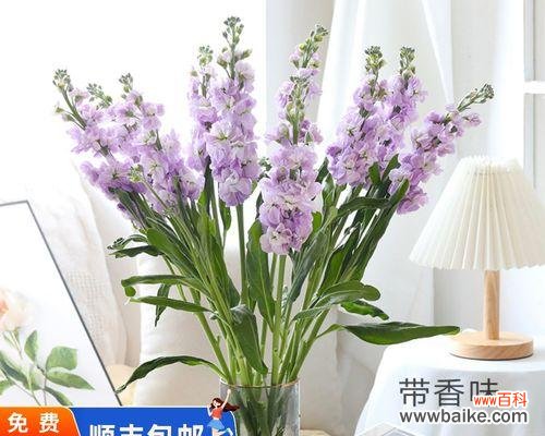 紫罗兰的花语是什么？紫罗兰象征着什么含义？