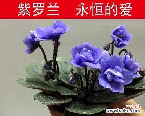 紫罗兰的花语是什么？紫罗兰象征着什么含义？