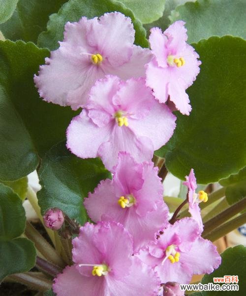 紫罗兰的花语是什么？紫罗兰象征着什么含义？