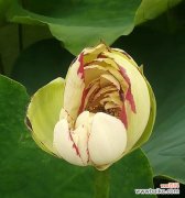 荷花的花语是什么？荷花代表的含义有哪些？