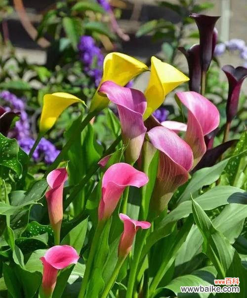 探寻马蹄莲所代表的情感与象征 马蹄莲的花语与寓意