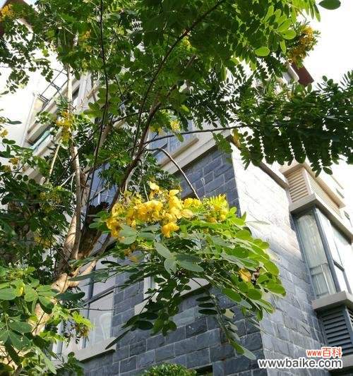 探究黄槐花所代表的花语及文化内涵 黄槐花的花语