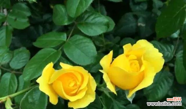 探索黄色玫瑰背后的情感与象征 黄色玫瑰的花语与寓意