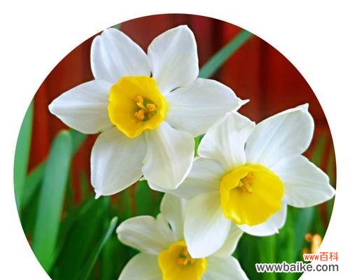 探寻水仙花的花语与寓意，寻找送花对象 送水仙花，传递祝福与真情