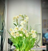 探寻水仙花的花语与寓意，寻找送花对象 送水仙花，传递祝福与真情