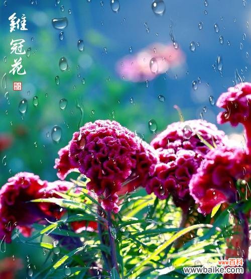 探寻鸡冠花的寓意与意义 鸡冠花，花语传情