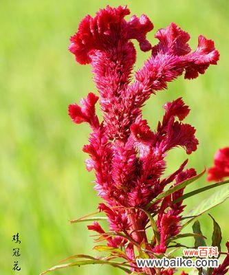探寻鸡冠花的寓意与意义 鸡冠花，花语传情