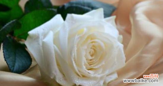 探究白玫瑰的花语和寓意 白玫瑰——纯洁之花