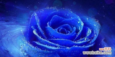 蓝色妖姬花语的寓意与特点 蓝色妖姬花语,解读蓝色妖姬的心声