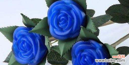 蓝色妖姬花语的寓意与特点 蓝色妖姬花语,解读蓝色妖姬的心声