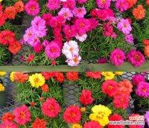 阳光、勇气、坚韧、感恩 小太阳花的花语——传递温暖与坚持