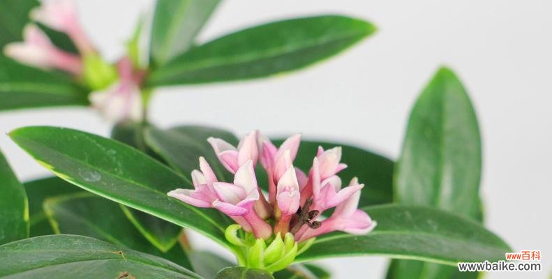 传承吉祥 金边瑞香的风水寓意与摆放位置