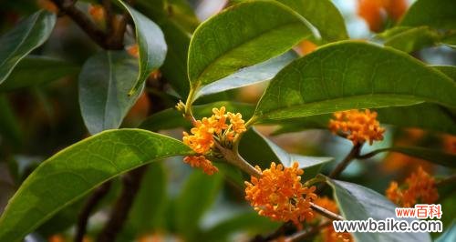 金桂花的开花季节与寓意 金桂花开，芬芳四溢