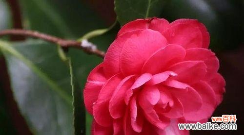 品味金华市花的美丽与深意 金华市花——红花意蕴