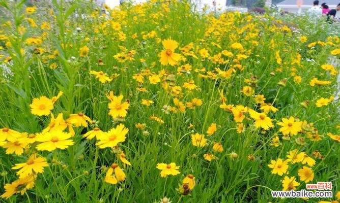 探究金鸡菊的内涵 金鸡菊的花语和寓意
