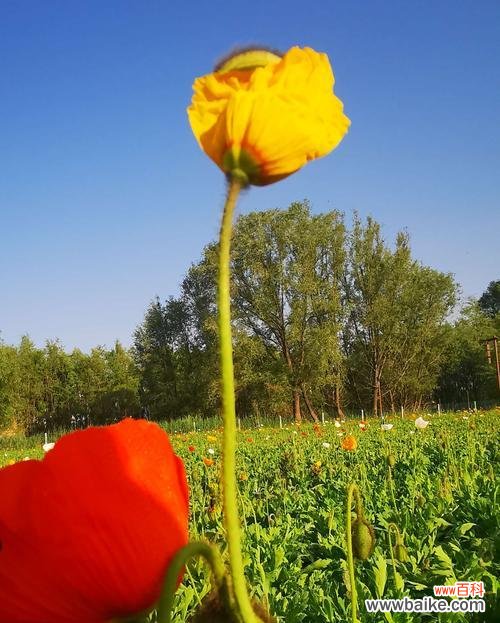 黄色虞美人代表什么？花语含义有哪些？