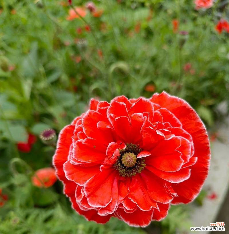 黄色虞美人代表什么？花语含义有哪些？