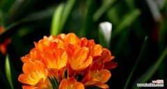 花语大花君子兰的寓意是什么？如何养护才能花开不断？