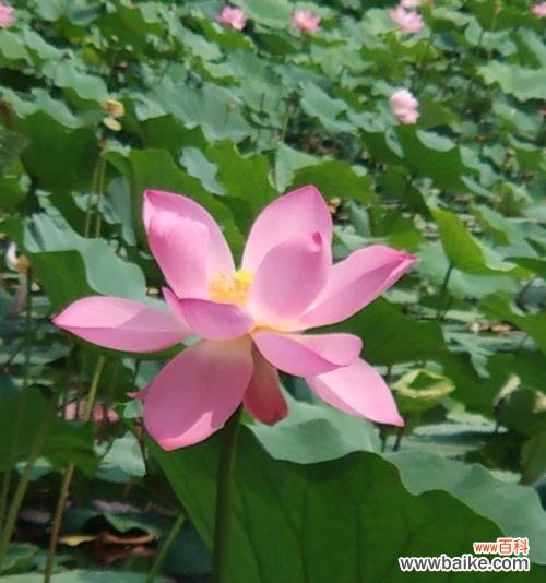 粉色荷花的花语是什么？如何养护粉色荷花？