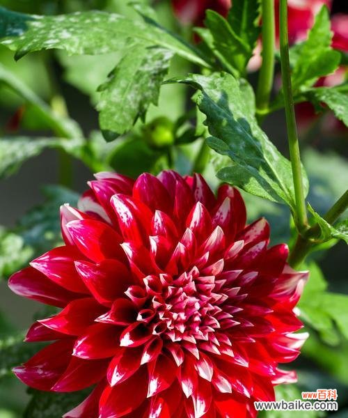 各色菊花的花语是什么?如何根据颜色选择菊花?