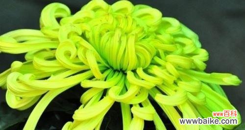 各色菊花的花语是什么?如何根据颜色选择菊花?