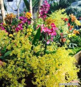 黄兰花的寓意是什么？花语有哪些含义？