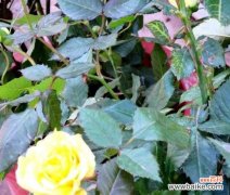 黄玫瑰花的花语是什么意思？送黄玫瑰代表什么情感？