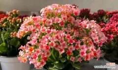 黄色长寿花花语有哪些含义？