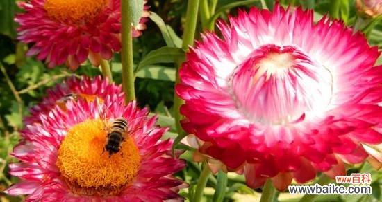 黄色蜡菊花语有哪些含义？