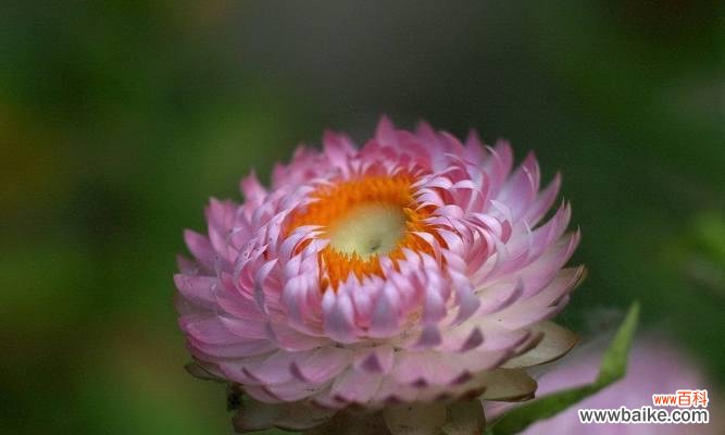 黄色蜡菊花语有哪些含义？