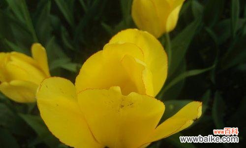 黄色郁金香代表什么？花语和象征意义是什么？