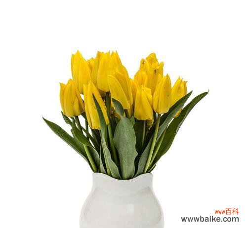 黄色郁金香代表什么？花语和象征意义是什么？