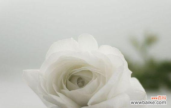 探究一朵白玫瑰的代表意义与文化内涵 白玫瑰的寓意