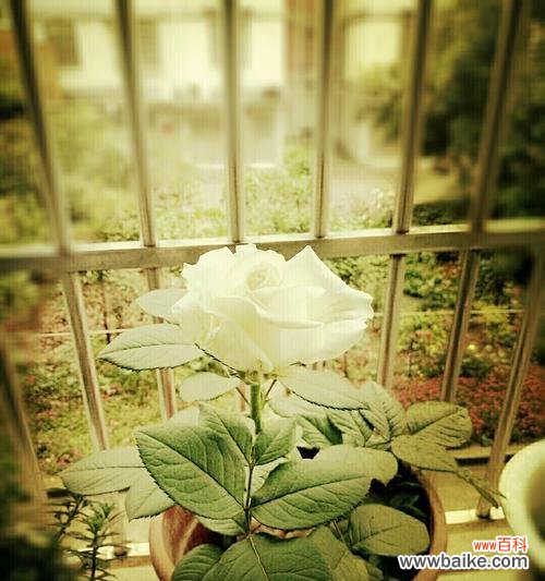 探究一朵白玫瑰的代表意义与文化内涵 白玫瑰的寓意