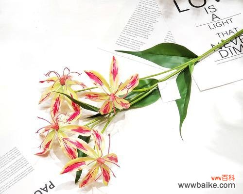 解读嘉兰的文化内涵与象征意义 嘉兰的文化背景与花语