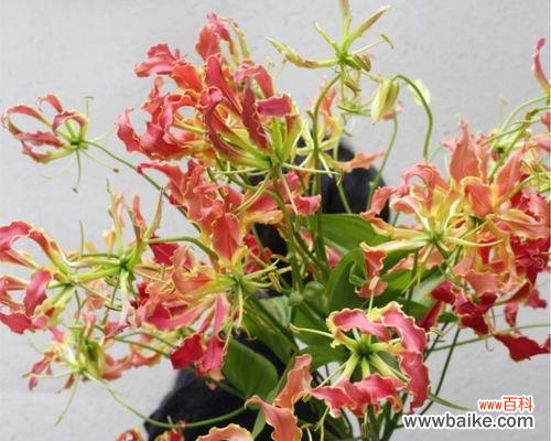 解读嘉兰的文化内涵与象征意义 嘉兰的文化背景与花语