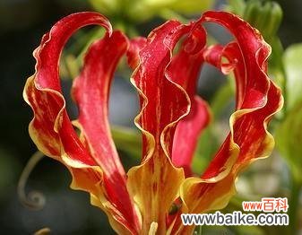 解读嘉兰的文化内涵与象征意义 嘉兰的文化背景与花语