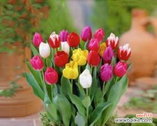 花期、养护与寓意 郁金香——花开满园的美丽时刻