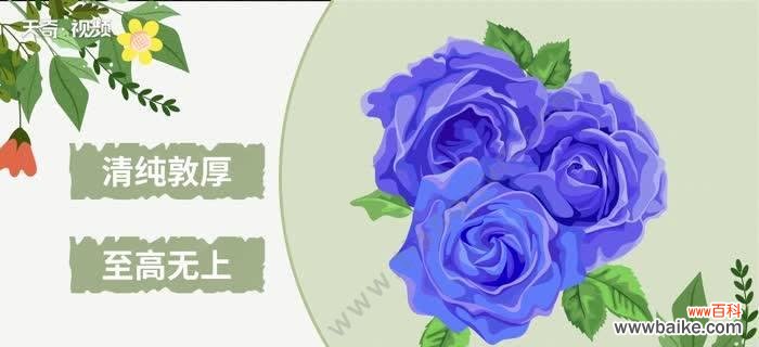 蓝色妖姬，隐藏在花海中的神秘花语 揭秘蓝色妖姬的花语