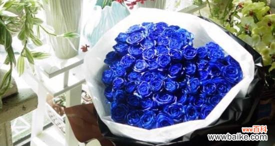 蓝色妖姬，隐藏在花海中的神秘花语 揭秘蓝色妖姬的花语