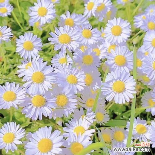 揭开小雏菊不同颜色所代表的含义 小雏菊的颜色和花语