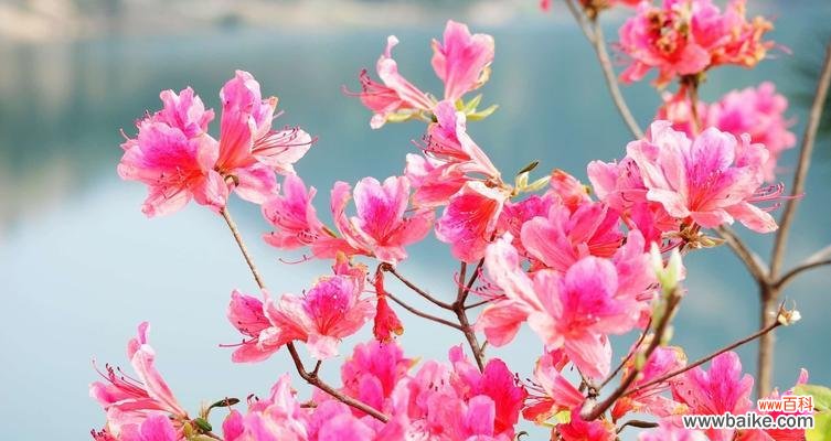 春天即将到来，杜鹃花带给我们什么？ 杜鹃花的花语与象征