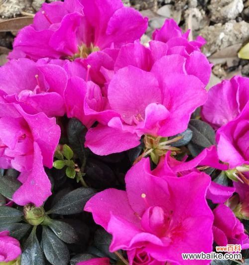 春天即将到来，杜鹃花带给我们什么？ 杜鹃花的花语与象征