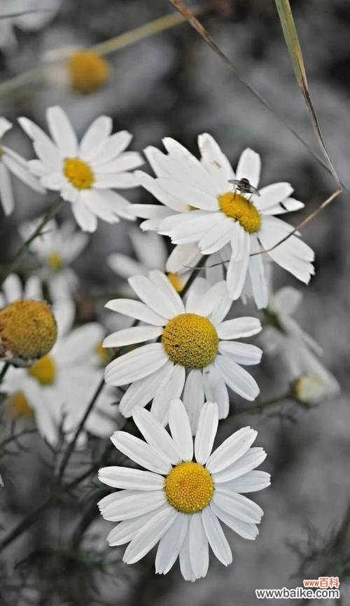 花开一季,浪漫绽放——解读菊花的八重涵义 赏析春日之美——菊花的花语与寓意