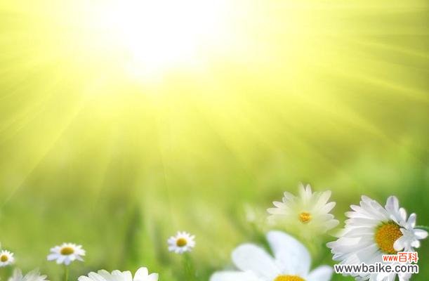 花开一季,浪漫绽放——解读菊花的八重涵义 赏析春日之美——菊花的花语与寓意