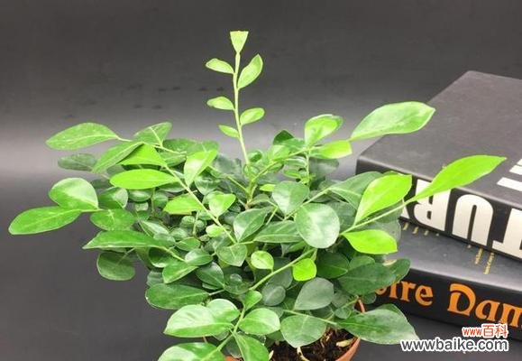 揭示九里香在风水中的深层寓意与作用 九里香的象征风水之旅