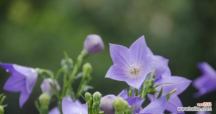 桔梗的花语及象征 桔梗花语的深意